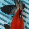 High Quality Telescopic Eye Fantail 11-13cm (AM91)