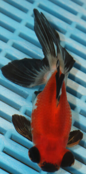 High Quality Telescopic Eye Fantail 11-13cm (AM91)