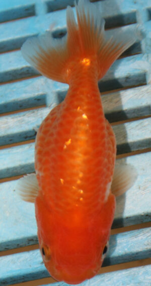 High Quality Ranchu 9-11cm (AM62)   