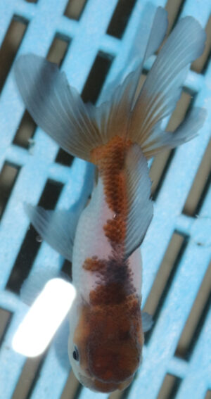 8-9cm High Quality Panda Oranda (AM271)