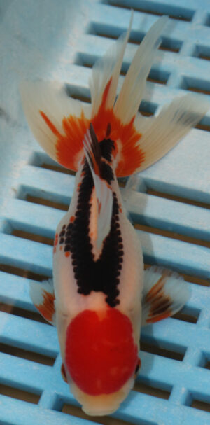 High Quality Oranda 11-13cm (AM93)