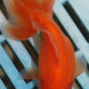 8-9cm High Quality Moor (AM272)
