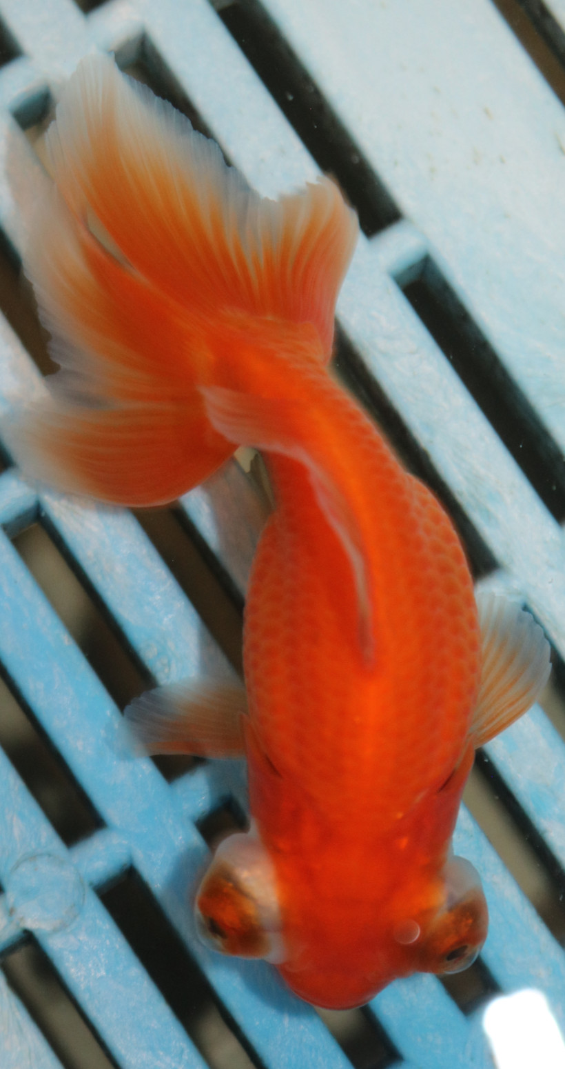 8-9cm High Quality Moor (AM272)