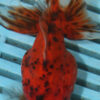 High Quality Ryukin 9-11cm (AM64)  