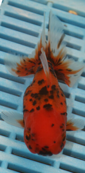 High Quality Oranda 11-13cm (AM94)
