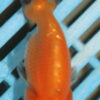 8-9cm High Quality Ranchu (AM273)