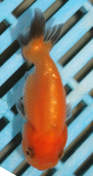 8-9cm High Quality Ranchu (AM273)