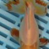 High Quality Telescopic Eye Fantail 11-13cm (AM95)