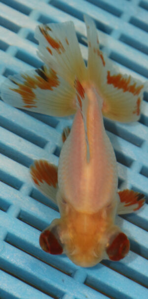 High Quality Telescopic Eye Fantail 11-13cm (AM95)