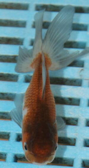 8-9cm High Quality Panda Oranda (AM274)