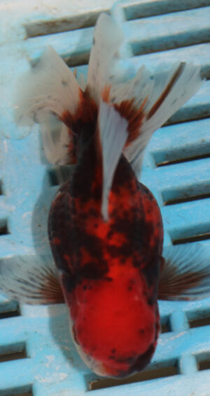 High Quality Oranda 9-11cm (AM66)  
