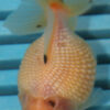 7-8cm High Quality Pearlscale (AM275)