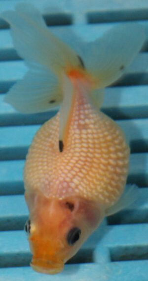 7-8cm High Quality Pearlscale (AM275)