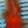 High Quality Oranda 11-13cm (AM97)
