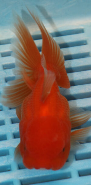 High Quality Oranda 11-13cm (AM97)