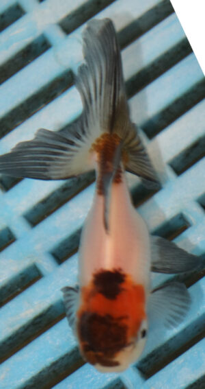 8-9cm High Quality Panda Oranda (AM276)