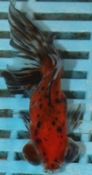 8-9cm High Quality Moor (AM277)