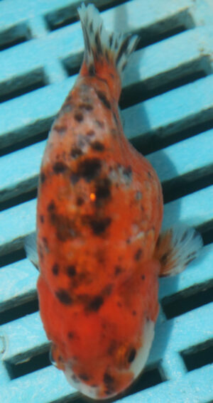 8-9cm High Quality Ranchu Calico (MK21)