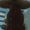 High Quality Oranda 13-15cm (AM100)