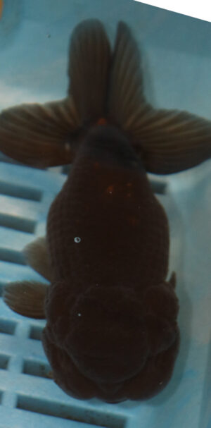 High Quality Oranda 13-15cm (AM100)