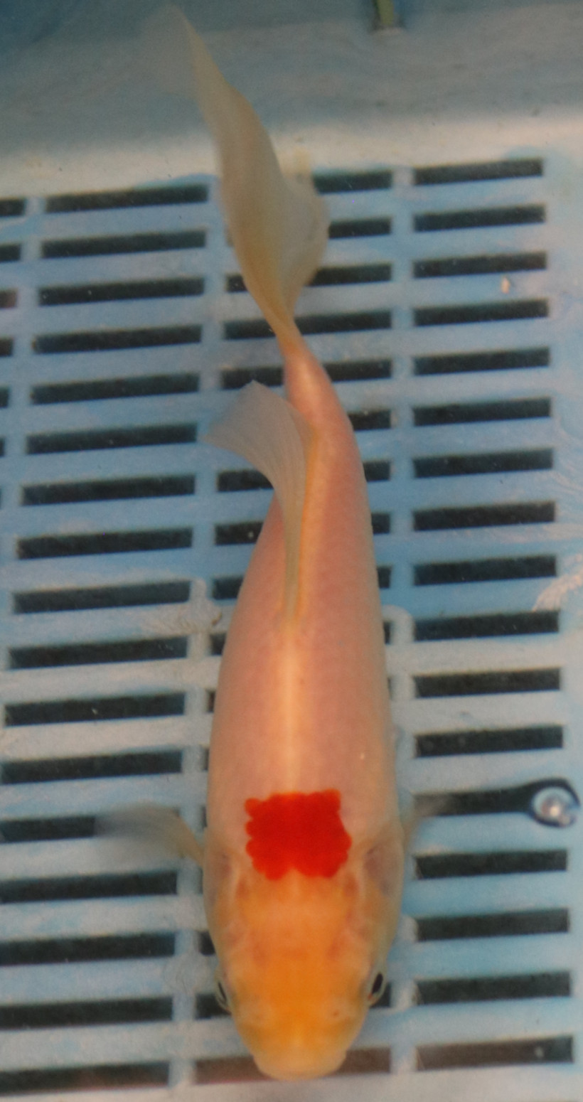 7-8" Photographed Sarasa (GS2)