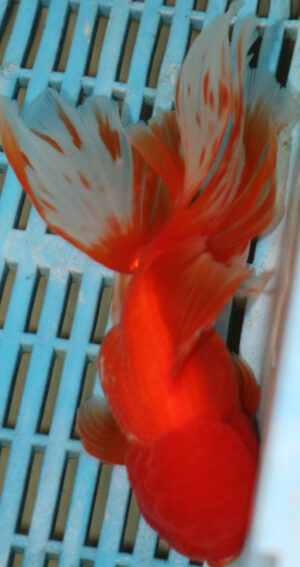 High Quality Oranda 15-18cm (AM201)