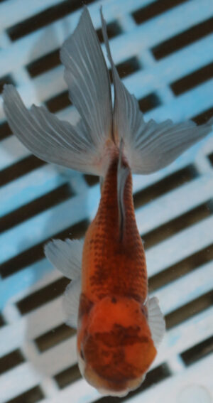 8-9cm High Quality Panda Oranda (AM251)