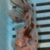 High Quality Oranda 13-15cm (VC4)