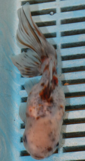 High Quality Oranda 13-15cm (VC4)