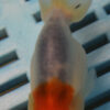 8-9cm High Quality Ranchu (AM29)