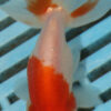 8-9cm High Quality Ranchu (AM278)