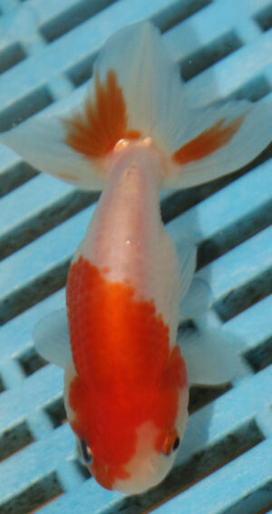 8-9cm High Quality Ranchu (AM278)