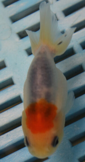 8-9cm High Quality Ranchu (AM29)