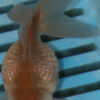 7-8cm High Quality Pearlscale (AM279)