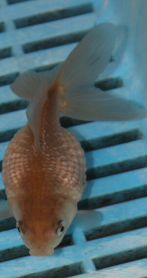 7-8cm High Quality Pearlscale (AM279)