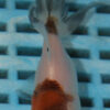 8-9cm High Quality Panda Oranda (AM280)