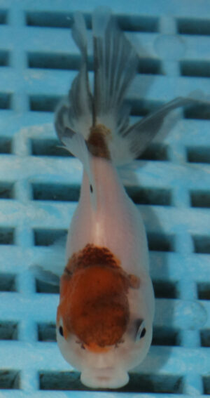 8-9cm High Quality Panda Oranda (AM280)