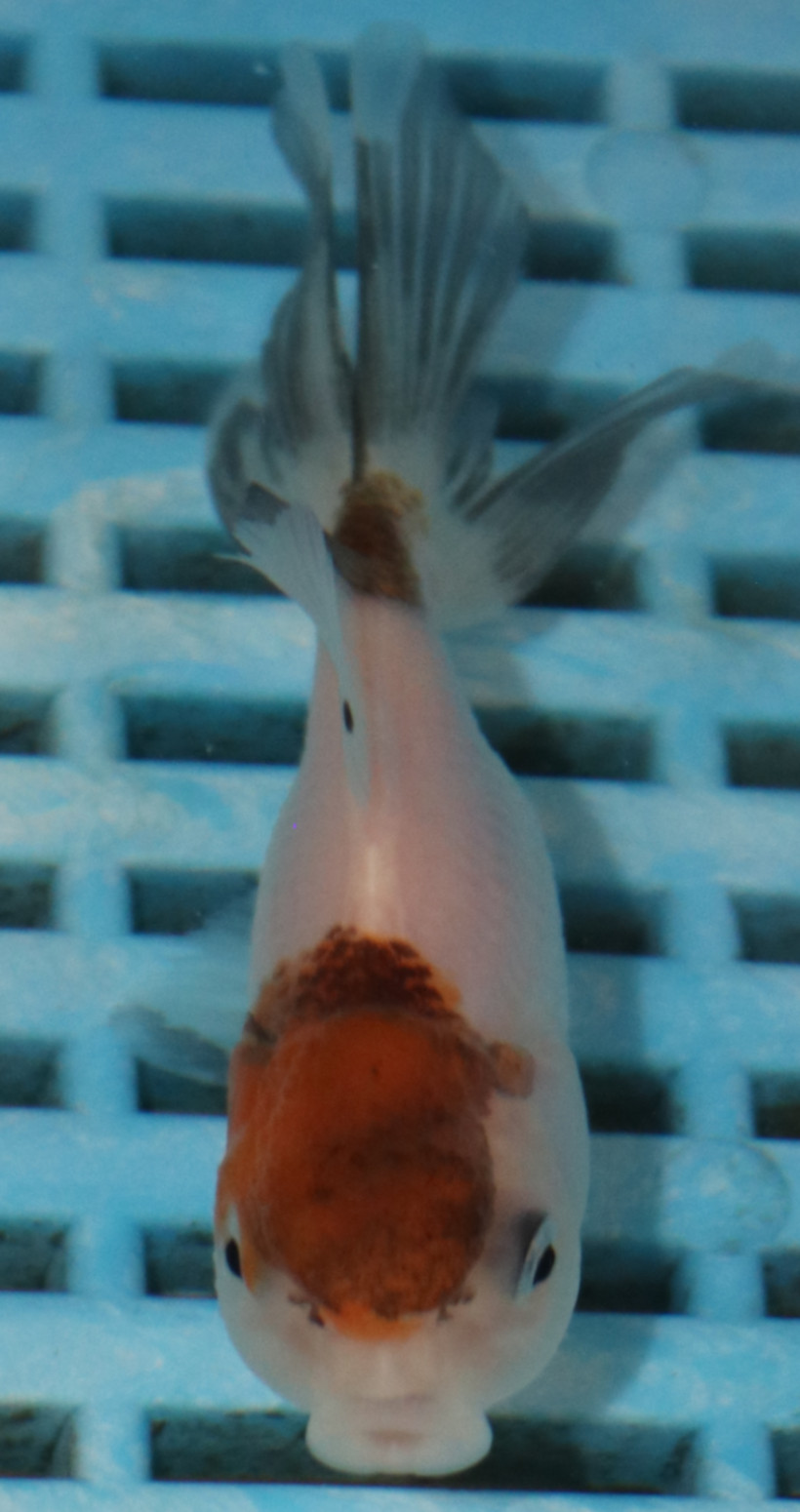 8-9cm High Quality Panda Oranda (AM280)