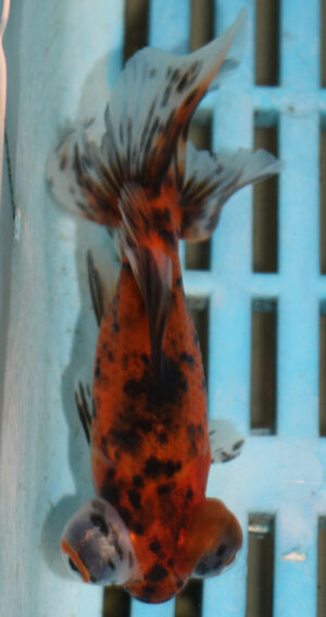 8-9cm High Quality Moor (AM281)