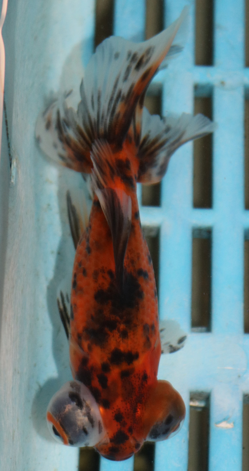 8-9cm High Quality Moor (AM281)