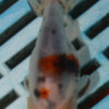 8-9cm High Quality Ranchu (AM282)