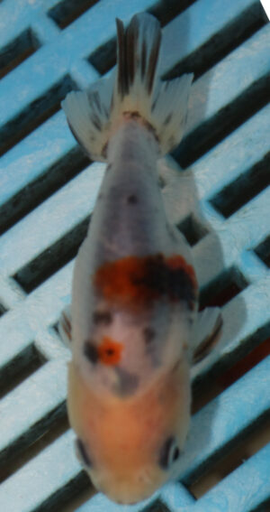 8-9cm High Quality Ranchu (AM282)