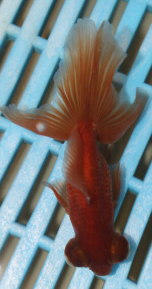 8-9cm High Quality Moor (AM33)