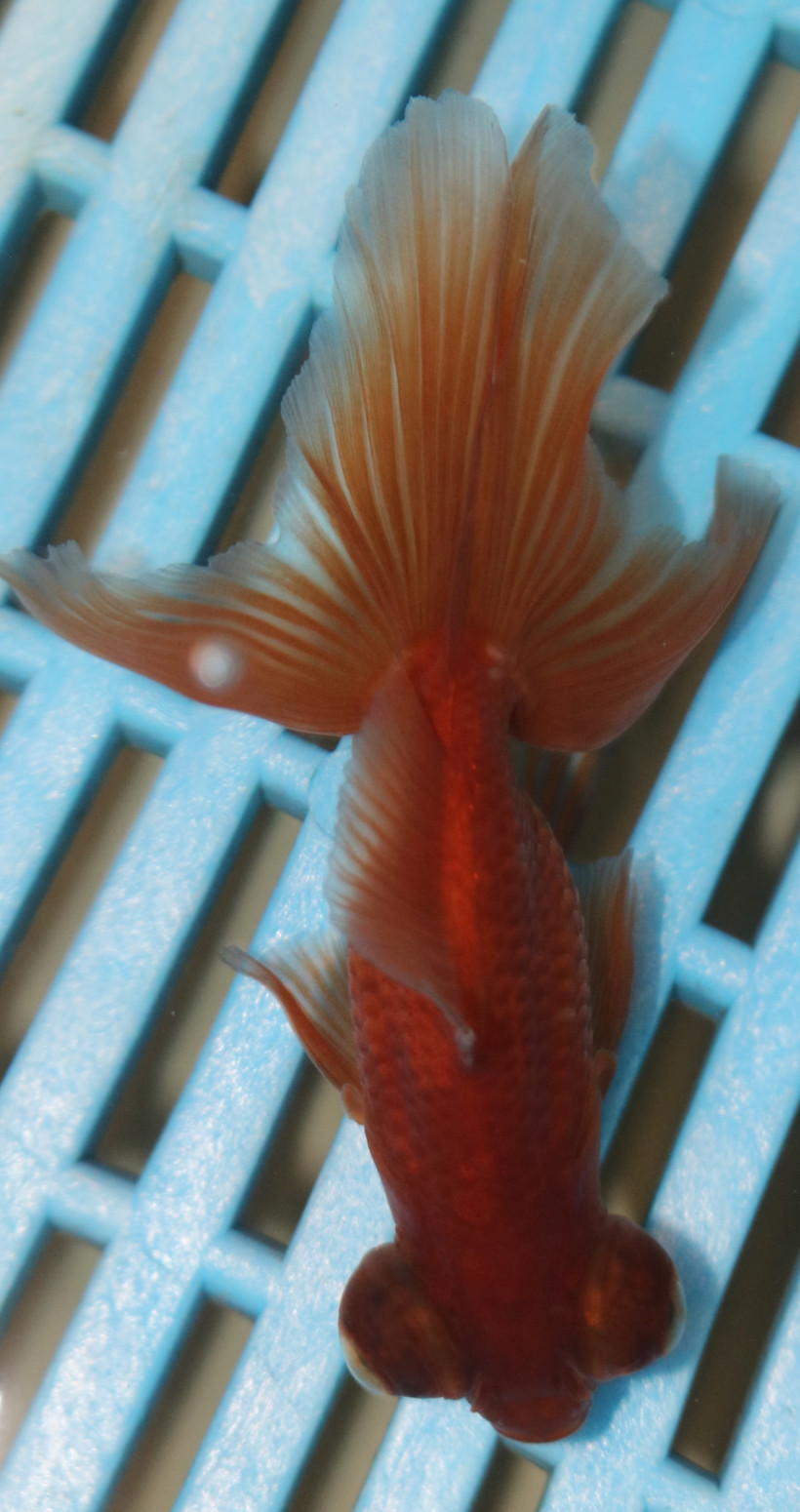 8-9cm High Quality Moor (AM33)
