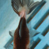 8-9cm High Quality Panda Oranda (AM284)