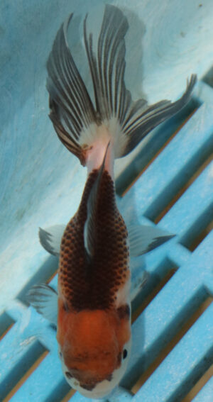 8-9cm High Quality Panda Oranda (AM284)