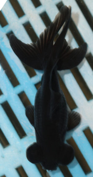 8-9cm High Quality Moor (AM285)