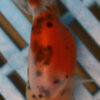 8-9cm High Quality Ranchu (AM36)