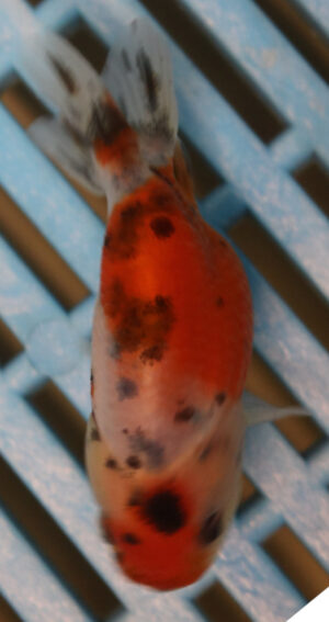 8-9cm High Quality Ranchu (AM36)