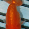 8-9cm High Quality Ranchu (AM286)
